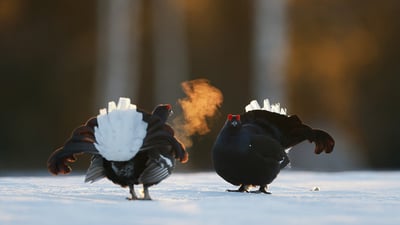 Bing wallpaper April 4, 2023. Black grouse males in Kuusamo, Finland (© Markus Varesvuo/Minden Pictures)