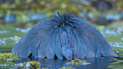 Bing wallpaper March 19, 2025. A black heron canopy feeding, Chobe National Park, Botswana (© Paul Souders/Minden Pictures)