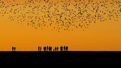 Bing wallpaper September 20, 2021. Starlings in the wetlands between Denmark and Germany (© Viking/Alamy)