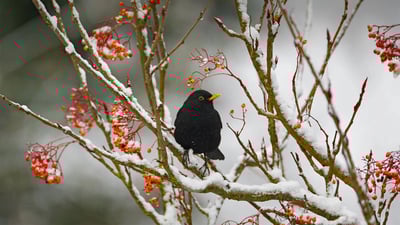 Bing wallpaper January 29, 2023. Blackbird in Essex, England (© Bill Coster/Alamy)
