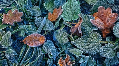 Bing wallpaper February 11, 2020. Leaves with hoarfrost in the Black Forest, Freiburg, Baden-Württemberg, Germany (© Per-Andre Hoffmann/Cavan Images)