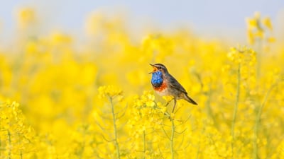 Bing wallpaper July 14, 2021. A bluethroat singing in a field (© Zwilling330/iStock/Getty Images Plus)