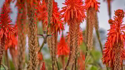 Bing wallpaper April 27, 2019. Hummingbird near blooming aloe vera in Laguna Beach, California (© Aurora Photos/Offset)