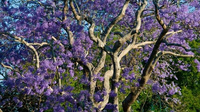 Bing wallpaper September 27, 2019. Blooming jacaranda trees in New Farm Park, Brisbane, Australia (© Walter Bibikow/Danita Delimont)
