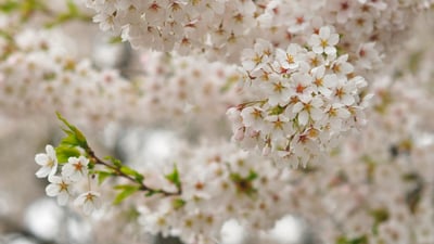 Bing wallpaper April 11, 2021. Cherry blossoms in Queen Elizabeth Park in Vancouver, B.C. (© Harris Hui/Getty Images)