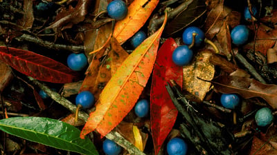 Bing wallpaper April 5, 2019. Blue quandongs and colourful leaves on subtropical rainforest floor, Currumbin Creek Valley (© Auscape/UIG via Getty Images)