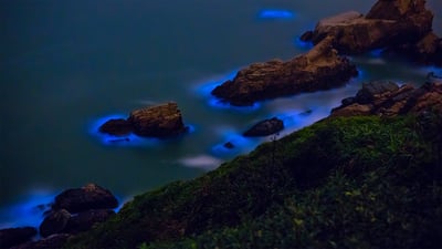 Bing wallpaper April 6, 2019. Bioluminescent algae along the shores of the Matsu Islands off the coast of Taiwan (© Wan Ru Chen/Getty Images)