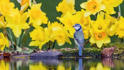 Bing wallpaper February 28, 2021. A blue tit amongst daffodils on St David's Day in Wales, UK (© Philip Jones/Alamy)