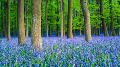 Bing wallpaper May 17, 2019. 山毛榉树林里的蓝铃花，英国赫特福德郡 (© Dan Tucker/Alamy)