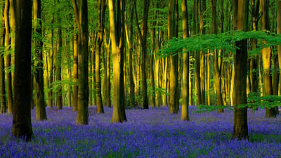 Bing wallpaper April 20, 2020. Bluebells in Micheldever Wood, Hampshire, England (© Hursley/Getty Images Plus)
