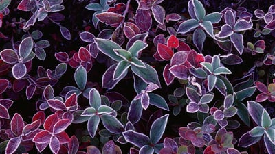Bing wallpaper November 28, 2019. Frost on blueberry plants, New Brunswick, Canada (© Freeman Patterson/Masterfile)