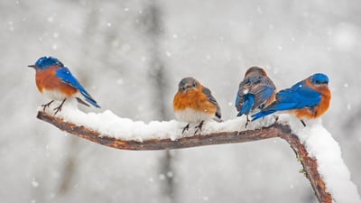 Bing wallpaper February 13, 2021. Eastern bluebirds in Charlotte, North Carolina (© Elizabeth W. Kearley/Getty Images)