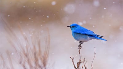 Bing wallpaper March 6, 2020. Male mountain bluebird in Yellowstone National Park, Wyoming (© Jason Savage/Tandem Stills + Motion)