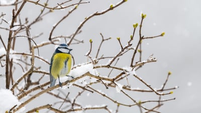Bing wallpaper January 25, 2026. Une mésange bleue en hiver (© Marc Andreu/Getty Images)