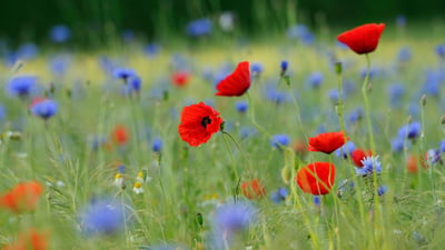 Bing wallpaper May 30, 2019. Blumenwiese mit Klatschmohn (Papaver rhoeas) und Kornblumen (Centaurea cyanus), Nordrhein-Westfalen, Deutschland (© imageBROKER/Alamy Stock Photo)