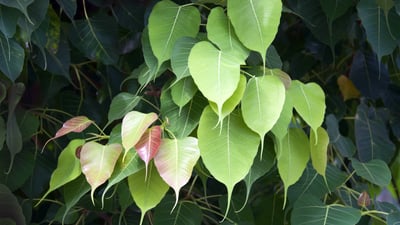 Bing wallpaper May 25, 2021. Bodhi Tree in Bodh Gaya, India (© Rosita So Image/Getty Images)
