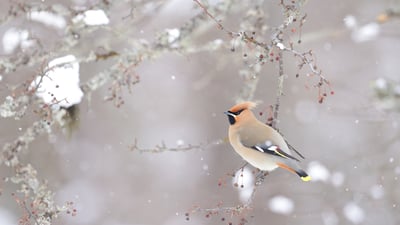 Bing wallpaper January 26, 2022. キレンジャク (© sandpiper/adobe stock)
