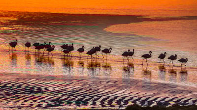 Bing wallpaper January 13, 2021. Flamingos in the Eduardo Avaroa Andean Fauna National Reserve in Bolivia (© Art Wolfe/Danita Delimont)