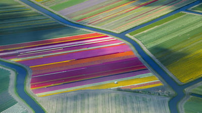Bing wallpaper April 11, 2019. Dutch tulip fields in the Duin- en Bollenstreek region for the Amsterdam Tulip Festival (© Frans Sellies/Getty Images)