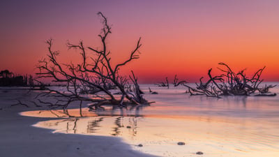 Bing wallpaper June 27, 2026. Driftwood on Boneyard Beach, Hunting Island, South Carolina, USA (© Frances/Adobe Stock)