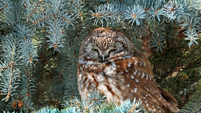 Bing wallpaper December 14, 2023. Boreal owl, Saskatchewan, Canada (© Nick Saunders/Minden Pictures)