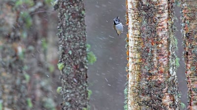 Bing wallpaper March 29, 2020. A European crested tit weathers a storm in Scotland (© Ben Hall/Minden Pictures)