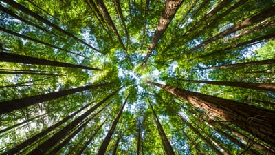 Bing wallpaper May 15, 2026. Cielo entre pinos (© Synoptics/Getty Images)