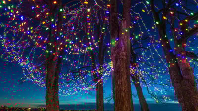 Bing wallpaper December 26, 2023. Christmas lights on trees at dusk, Vancouver, Canada (© Stuart Dee/Getty Images)