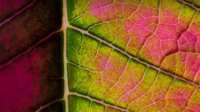 Bing wallpaper December 12, 2020. Poinsettia leaf close-up (© Charles Floyd/Alamy)