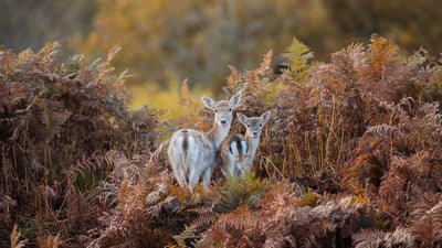 Bing wallpaper November 26, 2023. Fallow deer in Bradgate Park, Leicestershire, England (© Chris Bainbridge/Alamy)
