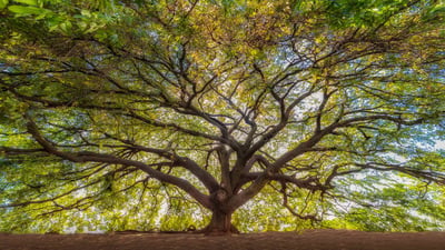Bing wallpaper September 21, 2023. Copaiba - Brazil (© MarcosMartinezSanchez/GettyImages)