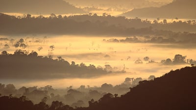 Bing wallpaper June 22, 2024. Amazon rainforest, Brazil (© Claus Meyer/plainpicture)