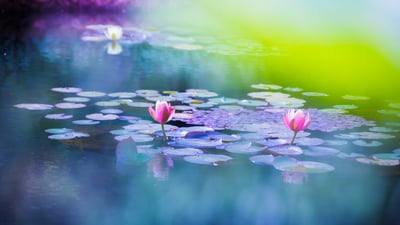 Bing wallpaper April 7, 2023. 池に咲く睡蓮 (© Masahiro Noguchi/GettyImages)