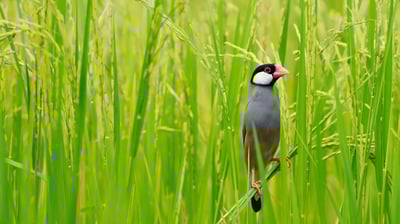 Bing wallpaper May 9, 2021. ｢田んぼの文鳥｣タイ, バンコク (© PanuRuangjan/Getty Images)