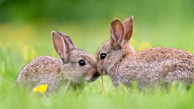 Bing wallpaper April 20, 2025. Wild baby rabbits in spring (© Fiona McAllister Photography/Getty Images)