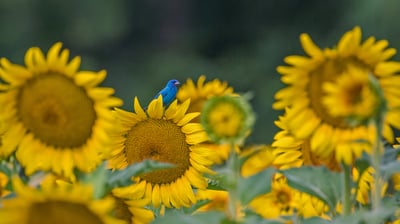 Bing wallpaper June 7, 2021. An indigo bunting on a sunflower (© William Krumpelman/Getty Images)