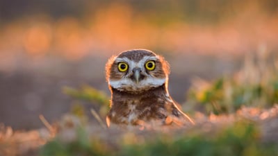 Bing wallpaper August 16, 2020. An adult burrowing owl emerges from its burrow at sunset in Davis, California (© Neil Losin/Tandem Stills + Motion)