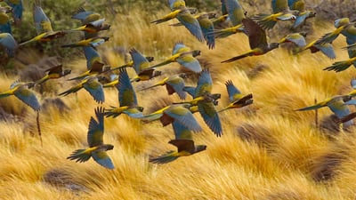 Bing wallpaper January 4, 2020. Burrowing parrots in Las Lajas, Argentina (© Cagan Hakki Sekercioglu/Getty Images)
