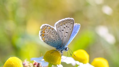 Bing wallpaper August 15, 2024. Papillon et fleur de lavande au lever du soleil, France (© Konstanttin/Getty Images)