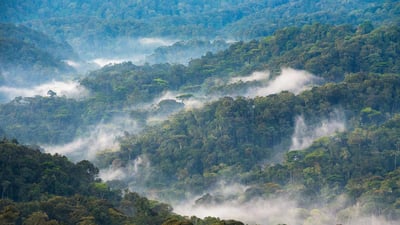 Bing wallpaper March 21, 2024. Bwindi Impenetrable National Forest, Uganda (© Art Wolfe/DanitaDelimont.com)