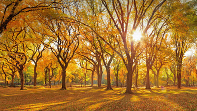 Bing wallpaper November 25, 2020. A grove of American elm trees at Central Park's Mall, New York City (© AWL Images/Danita Delimont)