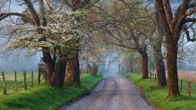 Bing wallpaper April 21, 2024. Sparks Lane in Cades Cove, Great Smoky Mountains National Park, Tennessee (© Richard Bernabe/Shutterstock)
