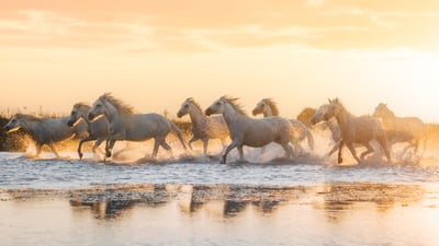 Bing wallpaper October 3, 2025. Chevaux de Camargue, Aigues-Mortes, Occitanie (© Francesco Riccardo Lacomino/Getty Images)