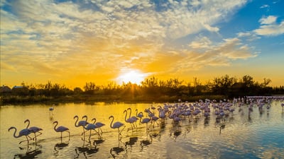 Bing wallpaper June 6, 2024. Greater flamingos at Pont de Gau Ornithological Park, Camargue, France (© Yann Guichaoua-Photos/Getty Images)
