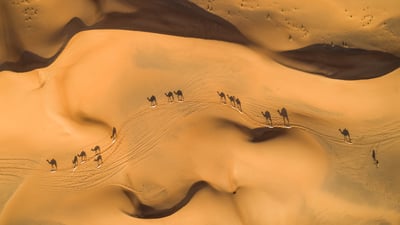 Bing wallpaper September 7, 2023. Camels in the desert, United Arab Emirates (© Amazing Aerial Premium/Shutterstock)