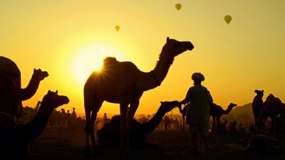 Bing wallpaper November 5, 2019. Camels gather with their herders at the Pushkar Camel Fair, Rajasthan state, India (© Anand Purohit/Getty Images)