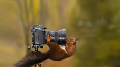Bing wallpaper August 19, 2023. Squirrel looking into the lens of a camera (© Alfredo Piedrafita/Getty Images)
