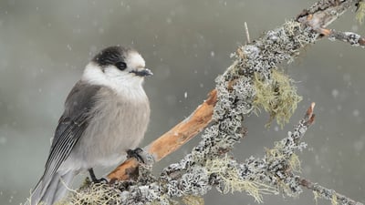 Bing wallpaper February 13, 2021. Canada Jay (Perisoreus canadensis) in light snowfall, Ontario (© Alan Murphy/Minden Pictures)