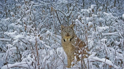 Bing wallpaper December 28, 2020. Canada lynx in Montana (© Alan and Sandy Carey/Minden Pictures)
