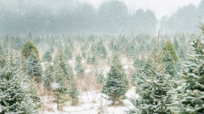 Bing wallpaper December 5, 2019. Christmas tree farm in Ontario, Canada (© FatCamera/Getty Images Plus)